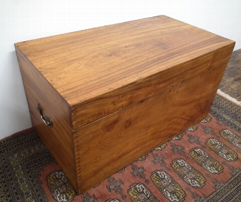 Large Camphor Wood Trunk