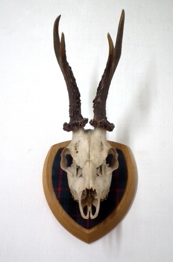 Roe Deer Mounted Skull and Horns