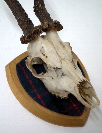 Antique Roe Deer Mounted Skull and Horns