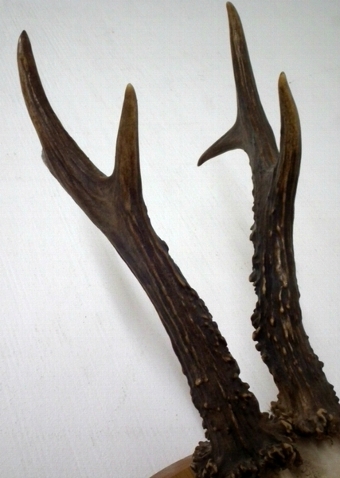 Antique Roe Deer Mounted Skull and Horns