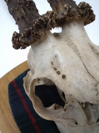 Antique Roe Deer Mounted Skull and Horns