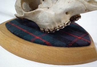 Antique Roe Deer Mounted Skull and Horns