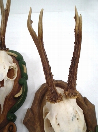 Antique Set of 3 Roe Deer Antlers