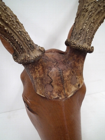 Antique Unusual Carved Deer's Head