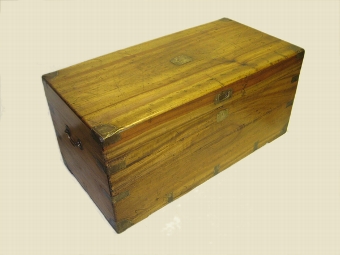Camphor Wood Trunk