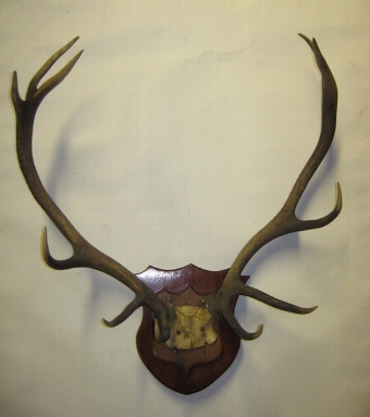 Pair of Scottish Antlers on Wooden Shield