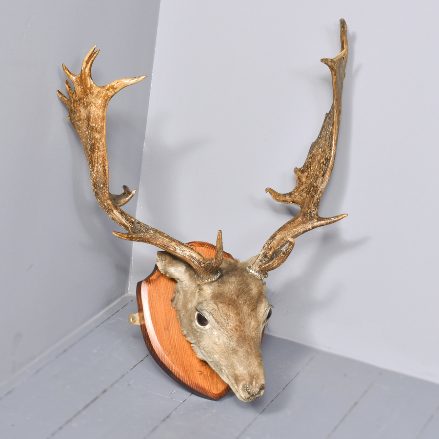 Antique Taxidermist Mounted Red Deer Head