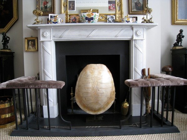19th Century Albino Loggerhead Turtle Shell