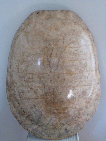 19th Century Albino Loggerhead Turtle Shell