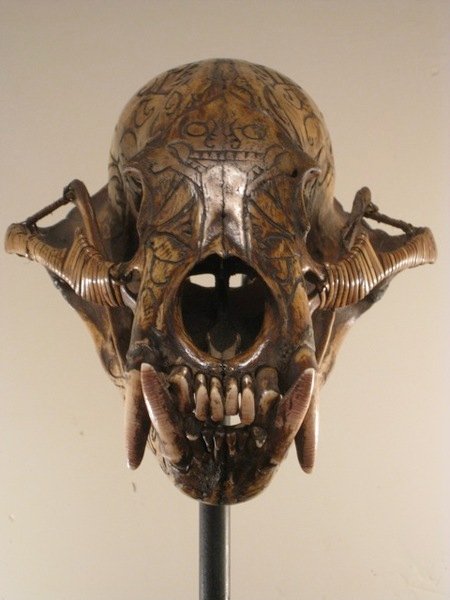 19th Century Dayak Sun Bear Skull