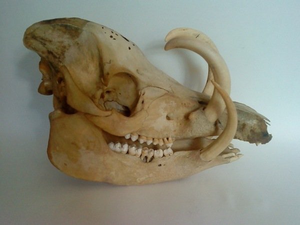Babirusa Skull