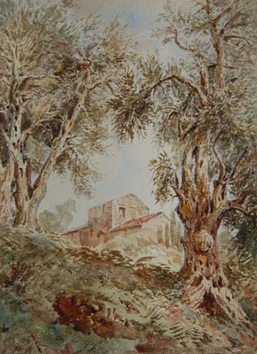 Olive Trees, Corfu
