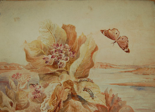 Antique A Flowering plant and butterfly and insects with a river beyond