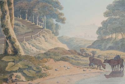 Antique Cattle watering at a wooded stream