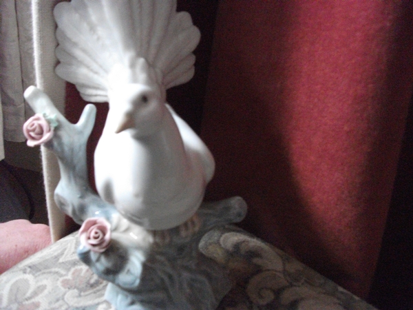 white spanish dove