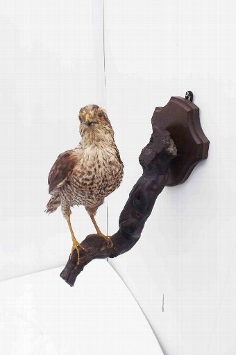 Antique Hawk on a branch mount, Victorian French origins. 
