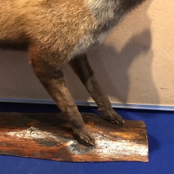 Antique Dog Fox on a log