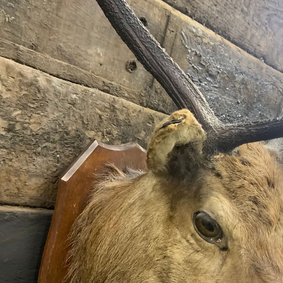 Antique Stags Head mounted