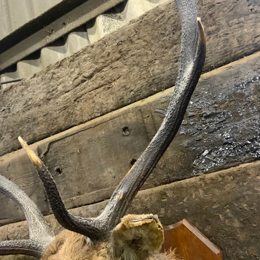 Antique Stags Head mounted