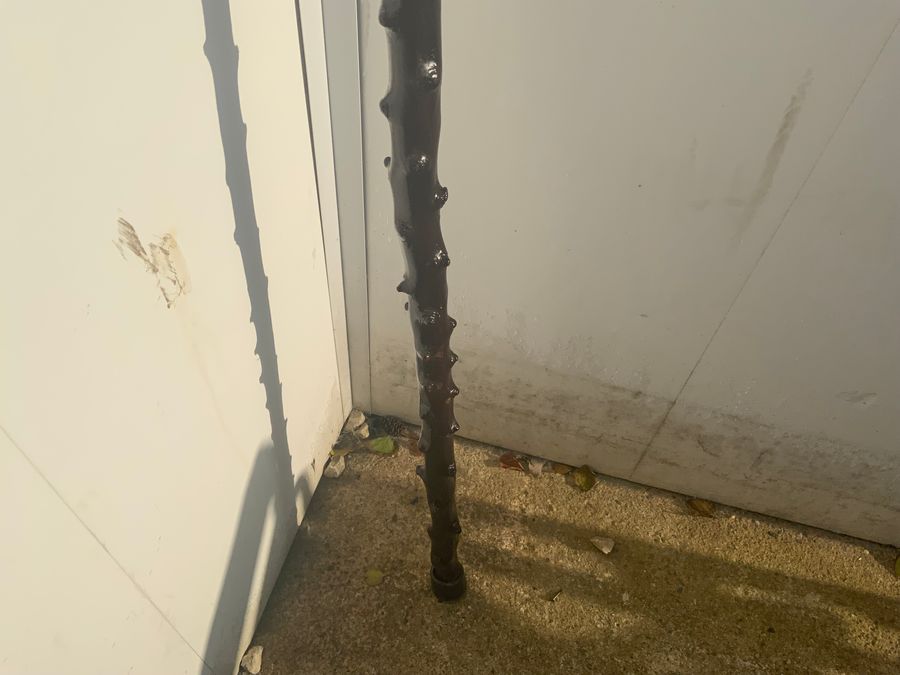 Antique Irish Blackthorn walking stick sword stick