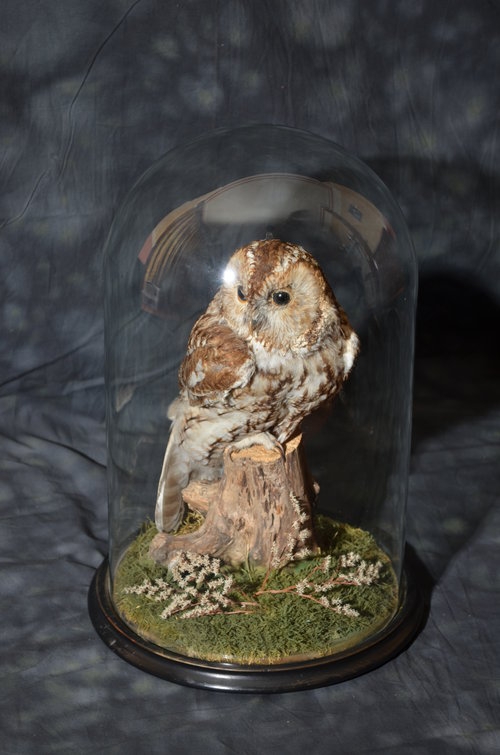 Victorian Taxidermy Owl in a Dome Sn014