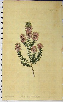 Print 1811 Hand Coloured Flower Curtis Edwards San