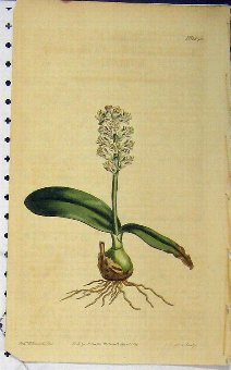 Print 1811 Hand Coloured Flower Curtis Edwards San