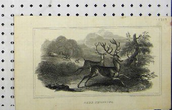 Print 1817 Deer Shooting Stag Man Gun Country Engr