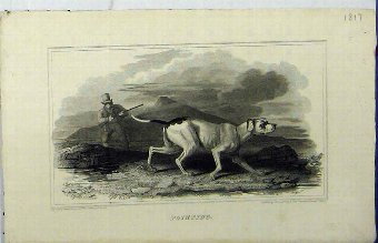 Print 1817 Man Hunting Gun Dog Pointer Mountain Sc