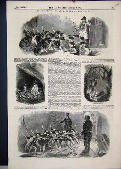 Print 1849 Hunting Season Feeding Dogs Puppies 89M