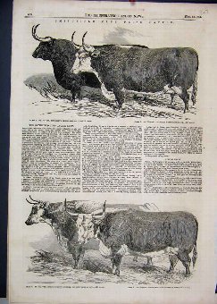Print 1851 Smithfield Prize Cattle Pembrokeshire C