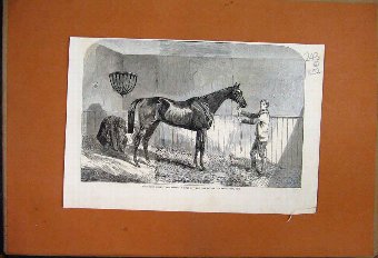 Print 1852 King Of Gold Nuggets Australia Indus Sh