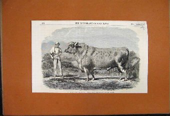 Print 1853 Bolden Short Horned Bull Grand Duke Ani