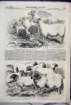Print 1855 Agricultural Society Carlisle Sheep Ewe
