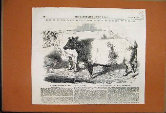 Print 1855 Carlisle Meeting Short Horned Bull Here