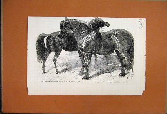 Print 1855 Prize Ponies Thorough-Bred Stallion Rea