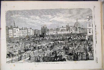 Print 1855 Smithfield Market Pigs Sheep Cattle Far