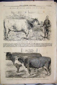 Print 1856 Agricultural Show Chelmsford Bull Heref