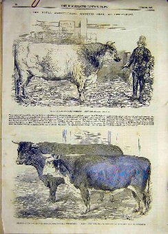 Print 1856 Chelmsford Royal Show Bull Hereford Cat