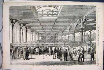 Print 1856 Paris Agricultural Exhibition Cattle Vi