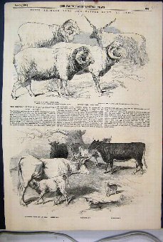 Print 1856 Prize Animals Cattle Show Paris Sheep C