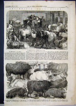 Print 1856 Smithfield Club Prizes Cattle Baker Str