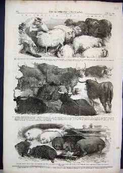 Print 1856 Smithfield Club Prizes Sheep Cows Pigs 
