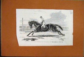 Print 1857 Lord Zetlands Vedette Racehorse Newmark