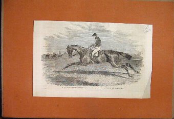 Print 1857 Nichols Newminster Horse Doncaster St L