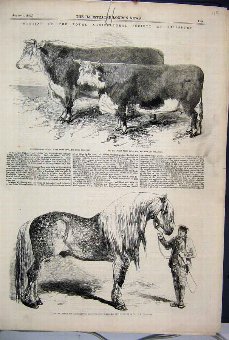 Print 1857 Royal Agricultural Salisbury Horse Bull