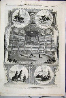 Print 1858 Educated Mules Alhambra Palace Animals 