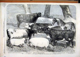 Print 1858 Prize Animals Royal Agricultural Show C