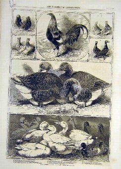 Print 1859 Birmingham Poultry Show Birds Ducks Chi