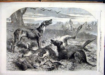 Print 1860 Australia Dead Red Forester Kangaroo Ho